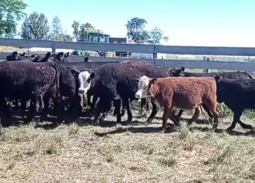 30 Toros
